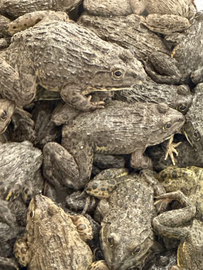 The image shows a dense cluster of frogs. The frogs are predominantly gray and brown, with textured skin. They are piled on top of each other, creating a mass of bodies. Some frogs are more visible than others. The frogs are likely a commercial or agricultural location in Bạch Đích Commune, Vietnam.