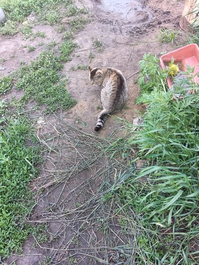A tabby cat with a striped tail is sitting on the ground in Kamenno-Angarsk, Russia. The cat is facing away from the camera, looking to its left. The ground is a mix of dirt and dry grass. To the right of the cat, there is a red plastic container filled with water and some greenery. The environment appears to be outdoors, possibly in a yard or alley.