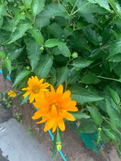 This is a close-up, top-down shot of several bright yellow daisy-like flowers with green foliage. The flowers are the primary subjects, with one large, fully bloomed flower taking up a significant portion of the frame. To its lower right, a smaller, but still open, flower is visible. In the background, there are more green leaves, suggesting a garden or natural setting. A hint of a green mesh fence and a grey concrete surface are visible on the right side of the image, indicating a border or pathway. There are no people or visible text. The lighting suggests it could be daytime, possibly overcast or after rain, as the leaves appear wet and slightly reflective. The overall mood is natural and serene.