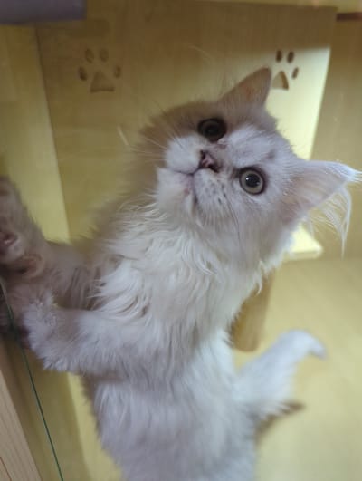 A light-colored, long-haired cat with green eyes is leaning against a wooden structure, looking upwards. The background is a light yellow, with decorative paw print motifs on the wooden structure. The cat appears to be standing on its hind legs, with its front paws on the surface of the structure. The image is taken from a low angle, emphasizing the cat's gaze. The setting is indoors, possibly a cat tree or a shelf designed for pets. The location in Xishan District, China, is not discernible from the visual information provided in the image.