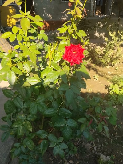 A bright red rose blooms in the foreground of this outdoor scene, its petals unfurling against a backdrop of lush green foliage. The rose bush appears healthy, with numerous leaves and some unopened buds visible. Behind the rose bush, the ground is a mix of dirt and small green plants, suggesting a garden setting. In the middle ground, a building with a concrete foundation and a wall, partially visible, adds a structural element to the scene. Sunlight casts dappled shadows on the ground and the building, indicating it is a sunny day. The overall impression is one of natural beauty in a residential or communal outdoor space, possibly in Asaka, Uzbekistan, given the context.