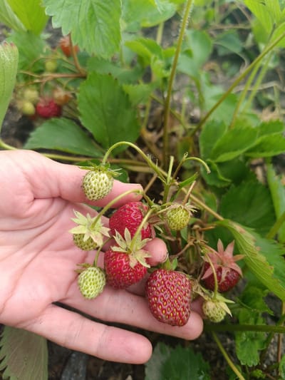 In Ostrogorka, Russia, a close-up shot focuses on a person's hand gently holding a cluster of ripening strawberries on a plant. The hand, with visible pores and a light skin tone, cradles several small, unripe green strawberries with visible seeds, alongside a few fully red, ripe strawberries with their characteristic dimpled texture. The strawberry plant exhibits lush green leaves and thin, hairy stems. The background is softly blurred, showing more foliage and the earthy ground.