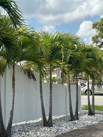 The image displays an outdoor scene in Fort Lauderdale, United States, under a partly cloudy sky. Seven slender palm trees with green fronds are arranged in a linear fashion, spanning from the left to the right of the frame. Their trunks rise from a bed of white decorative gravel, which extends along the base of a white PVC privacy fence. A dark brick-paved sidewalk occupies the lower right foreground. Beyond the fence, a building with a yellow circular decorative element is partially visible, and a light-colored sedan is parked on what appears to be an adjacent street. A conifer tree is visible in the upper right quadrant. No people are present, and no actions or interactions are depicted.