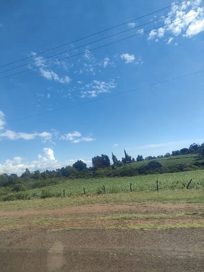 The image captures a rural scene in Kibirichia ward, Kenya. A cultivated field of low-lying green crops occupies the middle ground, extending up a gentle slope. Sparse wooden posts are placed along the edge of the field. Beyond the field, a line of trees and bushes forms a horizon. The sky above is blue with scattered white clouds and power lines running across the top. In the foreground is a dirt road or path.