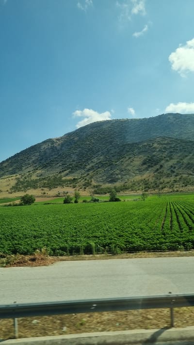 This is a medium shot, horizontally oriented, outdoor photograph taken from a moving vehicle, likely a car or bus, looking out at a landscape. The foreground consists of a grey asphalt road with a silver metal guardrail. Beyond the road, a vast, vibrant green field of crops stretches horizontally across the frame, appearing to be neatly planted in rows. The field is dense with foliage, creating a textured green carpet.
In the middle ground, there are scattered trees and shrubs, as well as some patches of tilled brown earth, suggesting different agricultural uses or stages of cultivation. Further in the distance, the landscape rises into a large, arid-looking mountain. The mountain's surface is a mix of light brown and grey, dotted with sparse vegetation and rocky outcrops, indicating a dry, Mediterranean climate. The sky above is a clear, bright blue, with a few scattered white clouds, suggesting a sunny day. There is no discernible human presence or activity in the image. The scene depicts a rural agricultural landscape at the foothills of a mountain, likely in the vicinity of Zarkos, Greece, given the context. The lighting indicates it's daytime, possibly late morning or early afternoon, with sunlight casting subtle shadows.