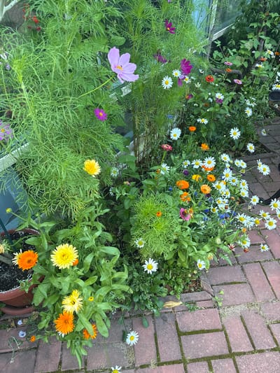 In Yukki, Russia, a lush garden bursts with vibrant blooms. Cosmos flowers, in shades of pink and purple, reach skyward, their delicate petals contrasting with the feathery green foliage. White daisies dot the scene, their cheerful faces turned towards the sun. Orange and yellow calendula flowers add a splash of warmth, their intricate centers a testament to nature's artistry. Amidst this floral tapestry, a lone mushroom emerges from the moss-covered bricks, a humble reminder of the diverse life that thrives in this urban oasis. The scene is captured from a high angle, looking down upon the garden, with the brick pathway creating a textured foreground. The backdrop hints at a greenhouse or conservatory, suggesting a protected environment for these botanical treasures.