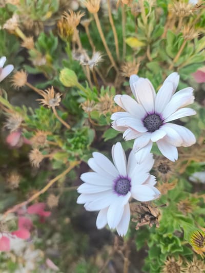 The image shows a close-up, top-down view of two white daisy-like flowers with dark purple centers, set against a background of green foliage and dried plant matter. The flowers are in focus, with their petals spread wide, revealing the textured centers. Some of the petals on the upper flower appear slightly wilted or tinged with pink at the edges. The surrounding foliage is a mix of green leaves and dry, brown seed heads. In the lower left quadrant, there are out-of-focus splashes of pink and red, possibly from other plants or fallen petals. The scene appears to be an outdoor natural setting, potentially a garden or wild area. The location is identified as being in the city of Dimona, Israel. There are no people or discernable actions taking place in the image; it is a static botanical composition.
