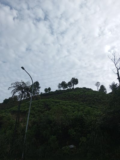 A hillside covered in dense green vegetation rises towards a cloudy sky. Scattered trees dot the hill's crest. A tall light pole stands in the foreground, its metal post contrasting with the natural scenery. Overhead, electrical wires stretch across the scene. To the right, a bare tree reaches up, its branches silhouetted against the sky. The lower portion of the view is shaded, adding depth and dimension to the landscape.