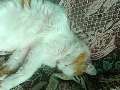 A close-up, overhead shot shows a fluffy cat sleeping peacefully on a textured, dark patterned blanket. The cat is primarily white with patches of orange-tan fur on its head and back. Its eyes are closed, and its pink nose is visible. The cat's paws are tucked underneath its body. The blanket has a repeating geometric and floral pattern in shades of brown and beige, with hints of green. The lighting is soft, highlighting the texture of the cat's fur and the blanket. The scene appears to be indoors, in what could be a home environment in the city of Nikolskoye, Russia.