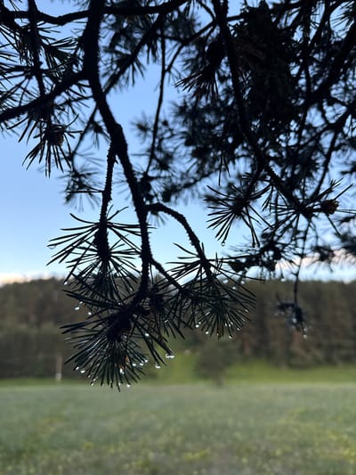 In Yundola, Bulgaria, a close-up, low-angle shot captures the dark silhouette of pine needles against a pale blue sky. Water droplets cling to the tips of the needles, glistening. In the background, a blurred expanse of green grass and dark trees suggests an outdoor, natural setting. The lighting indicates it might be early morning or late evening. No people or animals are visible.