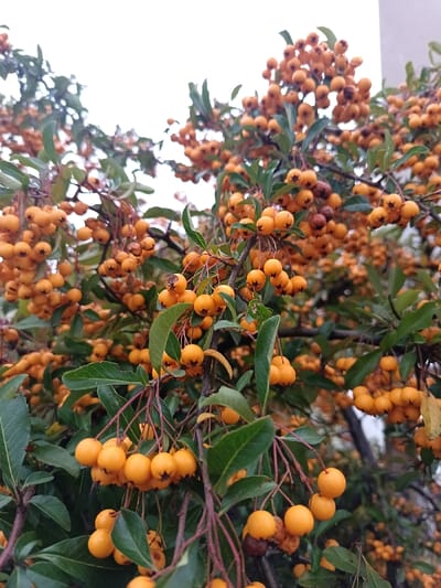 The image displays a close-up view of a shrub or tree heavily laden with orange berries and dark green foliage, located in Markkleeberg, Germany. The spherical berries, approximately 0.5-1 cm in diameter, are clustered in dense groups along thin, reddish-brown branches. The berries are primarily a vibrant orange, with some individual fruits exhibiting minor brownish discoloration or shriveling. Ovate, serrated, dark green leaves are visible between the berry clusters. The background features a bright, overcast sky and a faint, light-colored architectural structure partially visible on the right side. No individuals or active subjects are present.