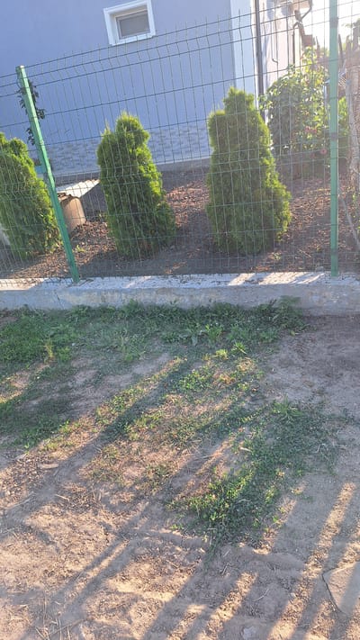 The image shows a garden area with a fence in the foreground. The fence is made of green metal mesh and supports. Behind the fence, there are several evergreen bushes, possibly cypresses or junipers, planted in a line. The bushes are well-maintained and have a rich green color. Beyond the bushes, a light blue building with a white-framed window is visible. The ground outside the fence is covered with dry soil and sparse green vegetation. Long shadows are cast across the ground, suggesting it is late afternoon or early morning with the sun low in the sky. The overall scene depicts a well-kept private garden. There is no visible text in the image. The location is Sărata-Galbenă, Moldova.