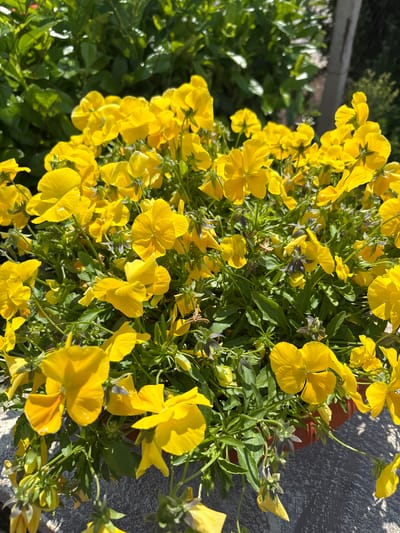 The image shows a cluster of bright yellow pansies in a pot, likely outdoors. The backdrop includes a grey concrete surface and greenery. Based on the prompt, the location is Isperihovo, Bulgaria.