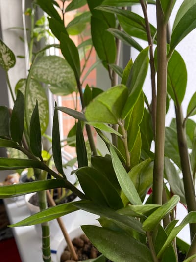 The image shows a close-up view of a plant with green leaves and stems, positioned near a window. The leaves have a smooth texture and oblong shape. Some of the leaves have a speckled pattern. The background shows a glimpse of the outside, including a brick building and white window blinds. The location is not explicitly identified as Belozernyi, Russia within the image. There are no people visible in the image.