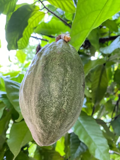 A close-up, eye-level shot captures a single, green cocoa pod hanging from a tree branch, surrounded by lush, green leaves. The pod, oval-shaped and approximately 8 inches long, displays a textured surface with subtle longitudinal ridges and small, light-colored speckles. A small, brown stem connects the pod to the branch. The background consists of out-of-focus, bright green leaves, suggesting a natural, outdoor environment. The lighting is bright, with sunlight filtering through the foliage, creating highlights and shadows. The image was taken in Blangkabu, Indonesia.