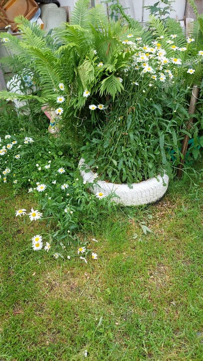 The image depicts a garden scene in Tyubuk, Russia. A large fern plant and numerous white daisies with yellow centers are growing around a repurposed white-painted tire that serves as a planter. The tire planter is situated on a patch of grass, which is also dotted with more daisies. In the background, there are glimpses of what appear to be discarded furniture and a wooden fence. The lighting suggests it is daytime, and the overall impression is one of a somewhat untidy but flourishing outdoor space. There are no people or animals visible in the frame.