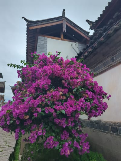 The image captures a vibrant cluster of bright pink bougainvillea flowers cascading down in front of a traditional Chinese building. The building features a dark, tiled, sloping roof with ornate wooden eaves and decorative elements. A section of a white wall with brick accents is visible behind the flowers. The scene appears to be set outdoors, likely during the daytime with an overcast sky, judging by the soft, diffused lighting. The perspective is from a low angle, looking up towards the flowers and the building. The focus is on the lush greenery and abundant blossoms of the bougainvillea, creating a striking contrast with the more muted tones of the architecture. The setting suggests a tranquil, possibly historical, urban environment within the Gucheng District of China. No people or specific activities are depicted, with the primary focus being the natural beauty of the flowers and the architectural style of the building.
