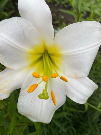This is a close-up, eye-level, medium shot of a white lily in full bloom. The flower is the primary subject, with its white petals and yellow center dominating the frame. The petals are soft and delicate, with visible veins and a slight texture. The stamen, tipped with bright orange anthers, are prominent in the center of the flower. Some yellow pollen is scattered on the petals. The background is softly blurred, consisting of green foliage, suggesting an outdoor setting in a garden or natural environment. The lighting appears to be natural daylight, possibly overcast, as there are no harsh shadows. The overall impression is one of natural beauty and tranquility. There is no visible text.