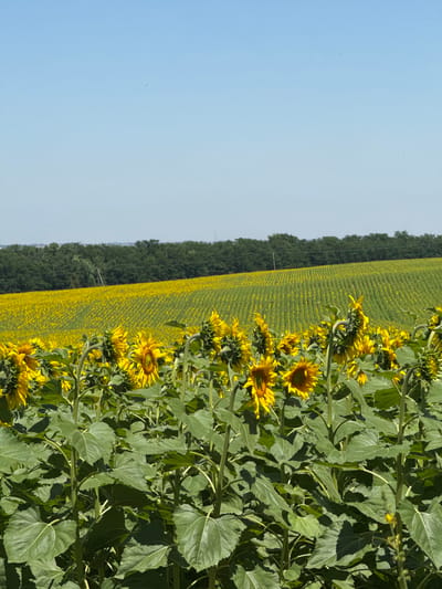 This media file captures a field of sunflowers with a clear blue sky. The foreground is dominated by the large, green leaves and bright yellow petals of sunflowers, with several in full bloom. In the background, a vast expanse of sunflowers stretches towards a dense line of trees, creating a striking contrast between the cultivated field and the natural landscape. The crops are planted in neat rows, suggesting a farming or agricultural setting. The overall scene evokes a sense of warmth and vibrancy, likely indicative of a sunny day in late summer or early autumn, when sunflowers are typically in bloom. The image appears to be taken outdoors, in a rural or agricultural location, possibly in Smykov, Russia, as suggested by the location context. There is no visible text in the image. The time of day appears to be daytime, given the bright sunlight and clear sky. The emotional tone is cheerful and idyllic, characteristic of a sun-drenched field of sunflowers.