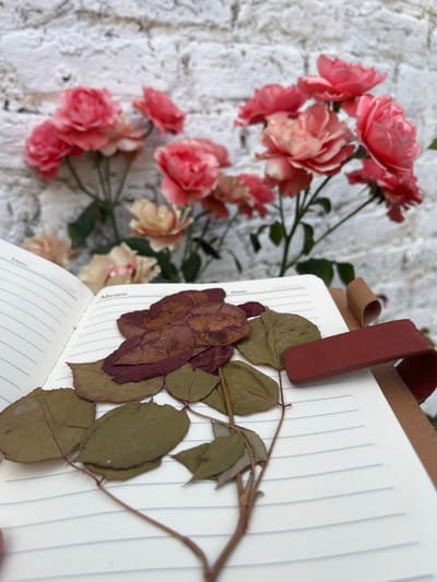 An open, lined notebook containing dried botanical elements is centered in the foreground, set against a blurred background of fresh pink roses and a white brick wall. The notebook's left page displays "Date:" and the right page "Memo" in black text at the top. Scattered across the right page are multiple dried leaves, predominantly olive-green with reddish veins, and several dried rose petals, dark red to maroon in color. A slender, thorny stem is visible extending beneath some of the dried leaves. A reddish-brown, textured strap or bookmark extends from the right edge of the notebook. The background is out of focus, showing a cluster of blooming pink roses with green foliage, indicative of a rose bush. Behind the roses, a white brick wall with visible textured mortar is present. The scene is illuminated by natural light. No individuals or specific geographical markers identifying the location as Kabal, Pakistan, are discernible within the image.