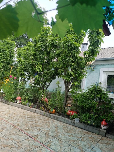 In the city of Ostrogorka, Russia, a garden scene unfolds with a paved patio area in the foreground. The patio is laid with irregular, beige and tan patterned tiles. A red garden hose snakes across the tiles, originating from the left side of the frame. To the right of the patio, a well-tended garden bed runs along a curb. The garden features lush green bushes and trees. Among the foliage, several decorative items are visible: a red and white mushroom figurine, a pink flamingo statue, and a bright orange pumpkin decoration. Further back, the side of a light blue house is visible, with a gray, shingled roof and a white-framed window. A satellite dish is mounted on the exterior wall of the house. The overall impression is one of a private garden space, possibly a backyard, adorned with whimsical decorations and natural greenery.