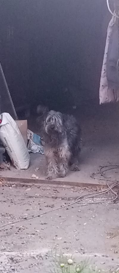 A shaggy, medium-sized dog with gray and brown fur stands in what appears to be an outdoor shelter or garage. The dog has a scruffy appearance, with long hair around its face and legs. Its eyes are dark and it appears to be looking towards the viewer.

In the background, there is a large white bag, possibly containing a material like cement or fertilizer, with some text visible on it that is too blurry to read. There are also some discarded items, including what looks like a blue tarp or plastic sheeting. The ground is dirt and gravel, with some debris scattered around. In the foreground, there are some wildflowers with white buds.

The lighting suggests it might be daytime, possibly late afternoon or early evening, given the dimness of the shelter. The overall scene gives the impression of a somewhat utilitarian or storage area, possibly on a rural property. There are no people visible in the image. The dog appears to be alone in the scene. The environment seems dry and dusty.