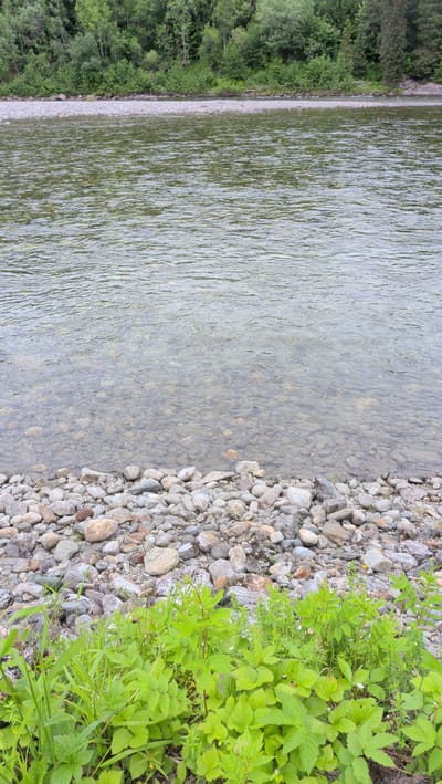 This media file depicts a serene natural scene, likely a riverbank in Trofors, Norway. The image is a vertical shot, focusing on the transition from lush green vegetation to a clear, shallow river.

In the foreground, vibrant green plants and grasses create a lively border. These plants have broad, serrated leaves and appear healthy, suggesting a mild or warm season. Behind the vegetation, a shoreline composed of numerous smooth, rounded pebbles and stones is visible. These stones vary in size and color, ranging from pale grey to earthy brown and some with reddish hues.

The river itself is a dominant feature. The water is clear, allowing the rocky riverbed to be seen through its depths. The surface of the water is gently rippled, indicating a slight current or a breeze. The river extends into the background, where it meets a dense forest that forms the backdrop of the scene. The trees are a mix of deciduous and coniferous varieties, with varied shades of green indicating a healthy, mature forest.

The overall atmosphere is tranquil and peaceful. The lighting suggests it is daytime, likely overcast or with diffused sunlight, as there are no harsh shadows. The scene evokes a sense of untouched nature and the quiet beauty of a riverside environment. There is no visible text or human activity in the image.