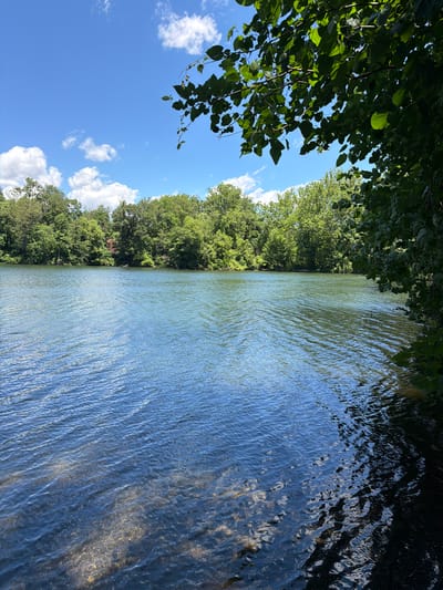 A wide shot captures a tranquil lake bordered by lush green trees under a bright blue sky dotted with fluffy white clouds. In the foreground, the sunlit surface of the water ripples gently, revealing the rocky bottom beneath in shallower areas. A tree branch, heavy with green leaves, drapes into the frame from the top right, casting a subtle shadow on the water. Across the lake, a dense line of trees forms the backdrop, with a glimpse of a red-roofed building nestled within the foliage. The scene appears to be a natural setting, possibly a park or a nature reserve, within West Hempfield Township, United States of America.