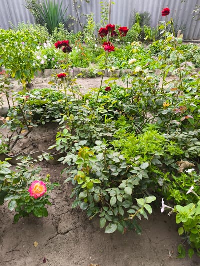 The image depicts a garden in Kollektivizator, Russia, featuring several rose bushes with red, white, and pink-yellow roses. The garden also contains other green plants and a tall yucca plant in the background, with a grey corrugated metal fence behind it. The ground is dry, cracked earth, with some fallen leaves visible. There are no people or animals in the image. The overall scene is one of a moderately maintained outdoor garden.