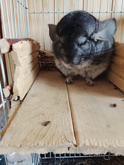 A chinchilla sits on a wooden platform inside a cage. The platform appears to be made of light-colored wood, and some droppings are visible. The chinchilla has grey fur and its eyes appear to be closed or nearly closed. The cage has wire bars and a wooden structure attached to it. Based on the location provided, this image was taken in or around Высокиничи, Russia. No people are visible in the image.