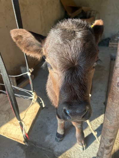A brown calf stands tethered in what appears to be an enclosure in Mankent, Kazakhstan. The calf has a dark muzzle and light brown fur on its body, and it has a yellow tag on its ear. It is tied with a rope to a metal structure, and the ground is concrete. Part of a wooden structure with a black strap secured by white twine is visible on the lower right. A metal bar structure is visible at the top. The light indicates a daytime setting.