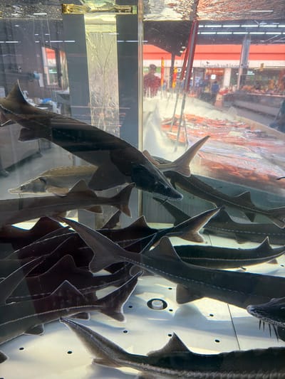 The image depicts a close-up view of several sturgeon swimming in a large, clear tank at a market in Sokilnyky, Ukraine. The tank is illuminated, highlighting the fish's dark bodies and distinctive fins. Reflections on the tank's surface and the background suggest an indoor market setting, with other stalls and possibly customers visible through the glass. The sturgeon appear to be live and are the primary focus of the image. The water is clear, and some of the fish are positioned close to the viewer, allowing for a detailed observation of their physical characteristics.