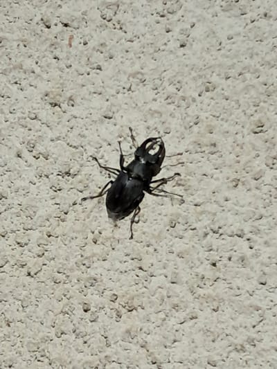 A black beetle with prominent mandibles is pictured on a light-colored, textured surface, possibly a wall. The beetle is oriented diagonally, with its head facing the upper left corner of the image. Its legs are spread out, and its body appears segmented. The textured surface has numerous small pits and bumps, creating a rough appearance. The lighting suggests it is daytime, casting subtle shadows. The specific location in Kamenka, Moldova, is not visually represented in the image.