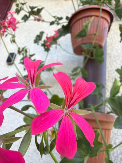 In Strzyżowice, Poland, a close-up shot focuses on vibrant pink geranium flowers in bloom. The flowers, with their delicate, fanned petals, are the primary subjects, detailed with visible veins and a hint of red at their centers. They are part of a plant cascading from a brown plastic pot, which is mounted on a wall. Behind the flowers, green leaves and stems intertwine, some reaching towards the upper right of the frame. A section of a brown, cylindrical support or pipe runs vertically behind the plants. In the background, a textured, off-white wall serves as the backdrop, with a dark rectangular object, possibly a phone, attached to it on the left. The overall scene depicts a well-maintained potted plant, likely a decorative element on an exterior wall.