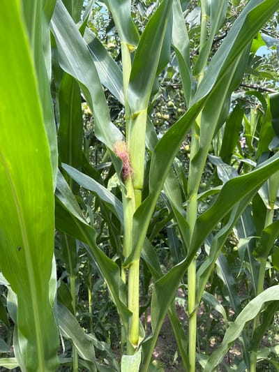 The image shows a close-up view of a cornfield in Kojomkul, Kyrgyzstan. The focus is on the stalks and leaves of several corn plants. One stalk in the center of the image displays developing corn silk, which is a cluster of fine, pinkish-red threads. The corn stalks are thick and green, with broad, elongated leaves unfurling upwards and outwards. Sunlight filters through the dense foliage, creating highlights and shadows on the plants. In the background, out of focus, are more corn plants and a hint of greenery that could be trees or other vegetation. The ground beneath the plants appears to be soil with some dry leaves or debris. The overall impression is one of lush, natural growth in an agricultural setting.