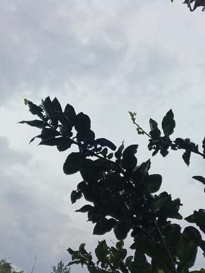 The image depicts a natural outdoor scene in the city of Inawi, Papua New Guinea, viewed from a low-angle perspective looking upwards through tree foliage. The upper two-thirds of the frame are dominated by an overcast, light grey sky with visible cloud formations, indicating a cloudy weather condition. Multiple dark-toned tree branches, covered with numerous dark green leaves, are silhouetted against the bright sky, occupying the lower and central portions of the image. Some leaves exhibit visible moisture droplets or slight damage, and lighter green new growth or small buds are discernible on several branch tips. No human subjects, animals, or man-made structures are present within the frame.