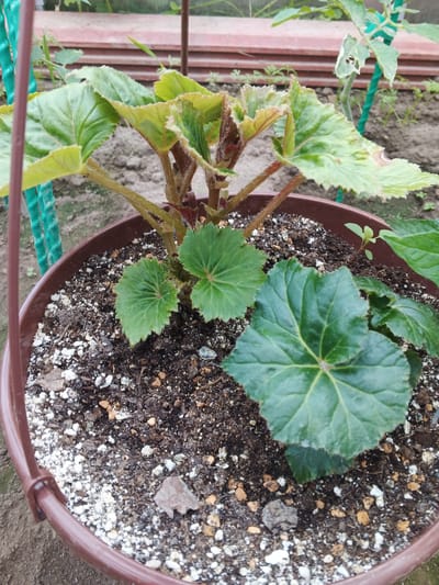 This media file shows a close-up view of a begonia plant in a brown plastic pot. The plant has several large, textured green leaves with serrated edges and reddish stems covered in fine hairs. Some of the newer leaves appear lighter green and are tinged with red. The soil in the pot is dark and appears to be a mix of organic matter and perlite.
The plant is situated outdoors, as suggested by the background which includes dirt, vegetation, and what looks like part of a greenhouse or garden structure with layered terracotta-colored elements. A green garden stake is visible to the left of the plant. The lighting suggests it is daytime, with natural light illuminating the scene. No people are visible. The overall impression is of a healthy young plant being cultivated in a garden setting. No visible text is present. The location context of Suvorov, Russia is provided, indicating the geographical setting.