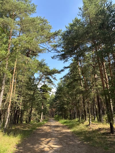 The image depicts a forest road in Kalngale, Latvia, on a bright, sunny day. Tall pine trees line both sides of the dirt path, their branches creating a canopy overhead. The sun casts dappled shadows on the ground, illuminating patches of dry grass and pine needles. The road stretches into the distance, curving slightly to the right, inviting exploration deeper into the woodland. The sky is a clear, vibrant blue, with no clouds visible. The scene evokes a sense of tranquility and natural beauty.