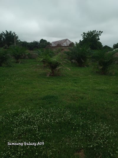 In Doka-Tofa, Nigeria, under an overcast sky, a partially constructed building with a visible metal roof frame stands on a raised concrete foundation. In the foreground, a lush green lawn is dotted with small white wildflowers and several palm trees of varying sizes. The overall scene suggests a rural or semi-rural setting.