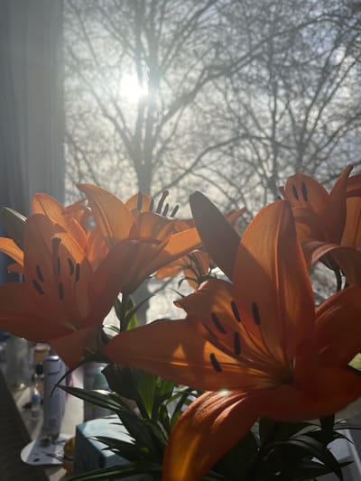 A close-up shot features orange tiger lilies with visible black spots on their petals. The lilies are positioned against a bright, blurred background of a leafless tree and the sun, creating a backlighting effect. Green foliage is visible amidst the blooms, indicating the flowers are fresh. The overall composition suggests an indoor setting with a window view. The location in the city of Maastricht, Netherlands is not discernible in the photograph.