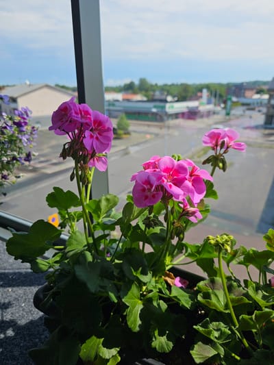 This is a close-up, rotated image of bright pink geranium flowers in a pot. The flowers are in bloom, with several open blossoms and some buds. The leaves are a vibrant green. In the background, visible through a window, is an outdoor scene. It appears to be daytime, with a clear blue sky and sunlight. The background shows buildings, trees, and what looks like a street with vehicles. There is a reflective surface, possibly the window, which distorts the background image. The scene is likely a balcony or window sill in Smålandsstenar, Sweden, given the context. No people are visible, and there is no discernible text in the image. The overall impression is one of a sunny day with potted flowers.