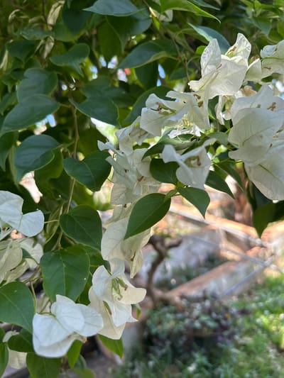 The image is a close-up, eye-level shot of white bougainvillea flowers and green leaves, suggesting a garden or natural setting. The bougainvillea flowers are delicate and paper-like, with some showing brown stamen. The leaves are deep green and ovular, providing a lush backdrop. The background is blurred, hinting at an outdoor environment with structures and vegetation. Based on the provided information, this scene is located in the city of Ia Hru, Vietnam. There are no people or animals visible in the image. The lighting appears to be natural daylight, casting subtle shadows and highlighting the textures of the flowers and leaves.
