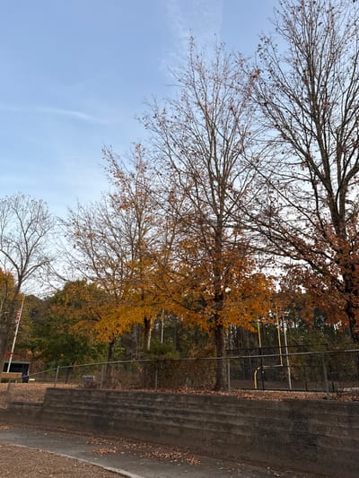 The landscape scene shows bare trees with sparse autumn leaves against a blue sky. Adjacent to the trees is a chain-link fence, beyond which lies a dense forest. To the right, a concrete retaining wall or embankment runs along the edge, with leaves scattered on the ground. The perspective suggests a downward view from a higher vantage point.