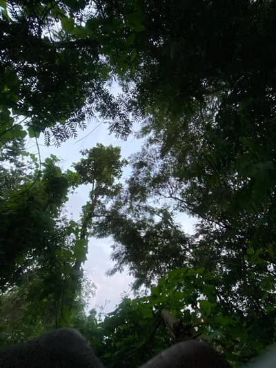 This is a low-angle shot looking up through dense foliage towards a hazy, overcast sky. The dominant elements are the dark green leaves and branches of trees and vines, which create a canopy effect, obscuring much of the sky. In the foreground, a dark, amorphous shape, possibly a person's leg or clothing, is visible at the bottom of the frame. The lighting suggests it is daytime, but the overcast sky diffuses the light, creating a muted and somewhat dark atmosphere. The scene appears to be in a natural or semi-natural environment, possibly a garden or a wooded area within a city, such as Sapele, Nigeria, given the prevalence of lush vegetation. There are no explicit signs of urban infrastructure or specific landmarks visible in this particular frame.
