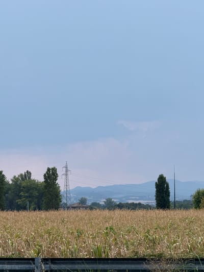 A vast, dry cornfield stretches across the foreground of this scene, with the stalks appearing golden and somewhat withered under a pale blue, cloudy sky. In the middle ground, a line of dark green trees forms a backdrop to the field. Among the trees, a tall, lattice-like metal electricity pylon stands prominently, its structure silhouetted against the sky. To the right of the pylon, a single, slender, dark green tree rises higher than the surrounding foliage. Further in the distance, hazy blue mountains are visible, suggesting a rural landscape. A dark metal guardrail runs along the bottom edge of the image, separating the viewer from the field. The scene is devoid of any people or animals.
