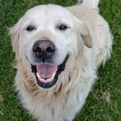 An eye-level, close-up shot shows the head and chest of a cream-colored Golden Retriever lying on a patch of green grass. The dog's mouth is open in a pant, revealing its pink tongue and white teeth. Its eyes are dark and alert, and its black nose is speckled with light spots. The background is a blurred expanse of green grass, with some dry blades scattered throughout. The image was taken outdoors on a clear day. This scene does not depict the city of Tuzdybastau, Kazakhstan.