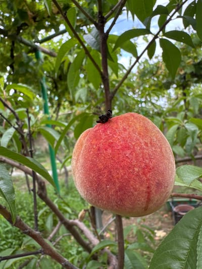 In the city of Khazar Raion, Azerbaijan, a ripe peach hangs from a tree branch. The peach is round and covered in fine, fuzzy hairs, with a gradient of red and orange hues. The skin appears slightly bruised in one area, with a faint vertical mark. The fruit is positioned in the foreground, slightly off-center, against a backdrop of lush green leaves and branches. The foliage is dense, with some leaves in sharp focus and others blurred due to the shallow depth of field. Sunlight filters through the canopy, creating bright, out-of-focus highlights. In the background, glimpses of an outdoor setting can be seen, including what appears to be a fence or wall and some gardening equipment, possibly a bucket. The image is captured from a low angle, looking up at the peach and the tree.