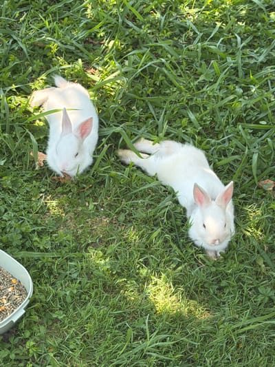 The image shows two white baby rabbits lying on a bed of lush green grass. The rabbits are positioned at different angles, with one facing upwards and the other facing downwards. Their fur is pure white, and their ears are a soft pink. They appear to be relaxed and at ease in their grassy surroundings.
The setting is outdoors, with sunlight dappling through the grass, suggesting it is daytime. The grass is a mix of long blades and shorter clover-like plants, indicating a natural, possibly wild or semi-wild, environment. In the bottom right corner of the image, a white plastic feeder filled with animal feed, including pellets and corn kernels, is partially visible.
The rabbits' posture and closed eyes suggest a peaceful state, perhaps napping or resting. The overall mood is serene and tranquil, highlighting the innocence and calmness of the young animals. There is no visible text in the image. The location context of Pravisdomini, Italy, further enhances the setting, evoking a sense of a rural or suburban outdoor space.