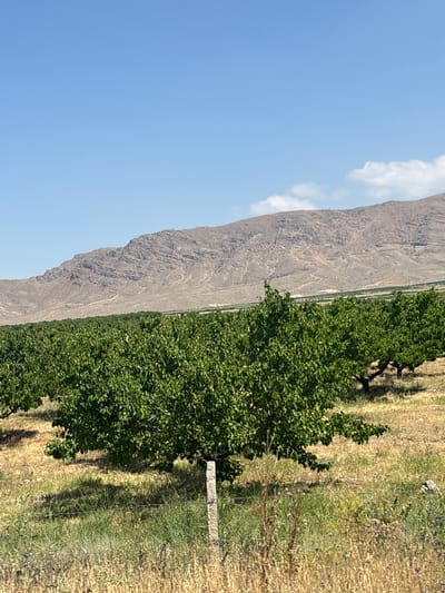 The image depicts a rural landscape under a clear blue sky. In the foreground, a row of lush green trees, possibly an orchard, occupies the lower half of the frame. These trees have dense foliage and their branches spread outwards. The ground around the trees is covered in dry, yellowish grass with some patches of green vegetation and small purple flowers. A single, rough-hewn stone post stands vertically in the middle ground, with thin wires running horizontally across the scene, suggesting a fence.

In the middle ground, beyond the first row of trees, more trees are visible, forming a dense line. Further in the background, a large, barren mountain range dominates the horizon. The mountain's slopes are rugged and appear dry, with visible striations and rock formations. A lighter-colored path or road is discernable winding its way up the mountain. The sky is a uniform bright blue with a few wispy white clouds near the top of the mountain range. The overall scene suggests a warm, dry climate. The location is identified as the city of Paruyr Sevak, Armenia.