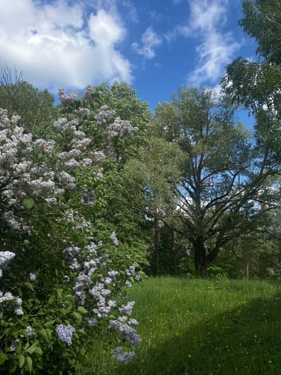 The image depicts a view looking upwards into trees with blooming purple flowers in the foreground. A section of clear blue sky is visible with scattered white clouds. Patches of green grass are also present. The specific location is Борщевка Малая, Russia, as per the prompt's request.